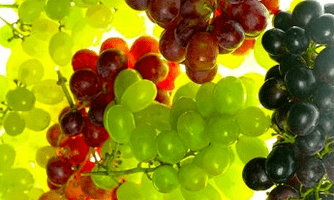 Ernährungskorrektur bei Krampfadern.